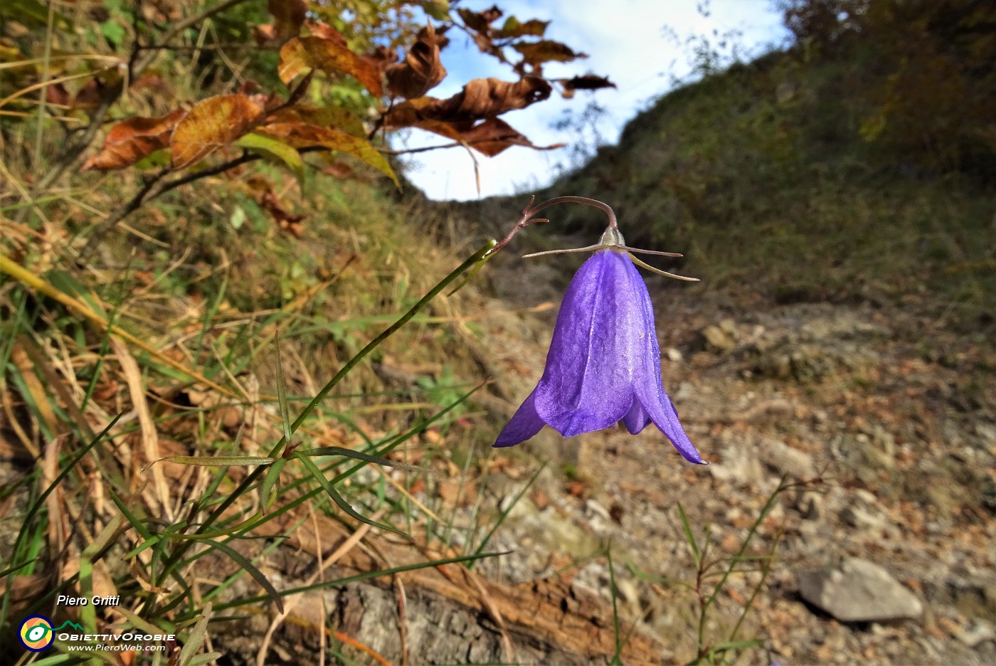 28 Anche la campanula resiste all'avanzare dell'autunno.JPG